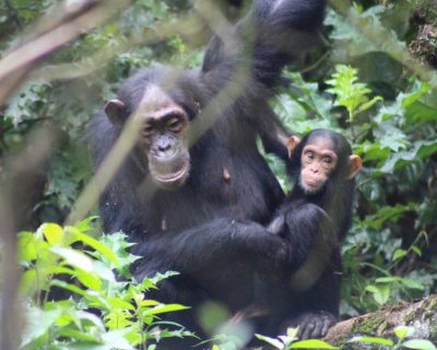 Equator Uganda Safaris - Chimpazze in Kibale Forest National Park